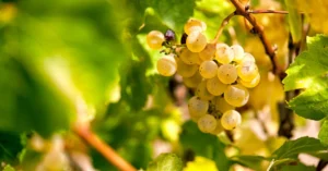 mengenal-rasa-chardonnay-ratu-anggur-putih-dunia